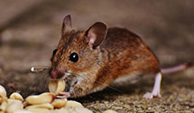 Find Exterminators in Cabell County